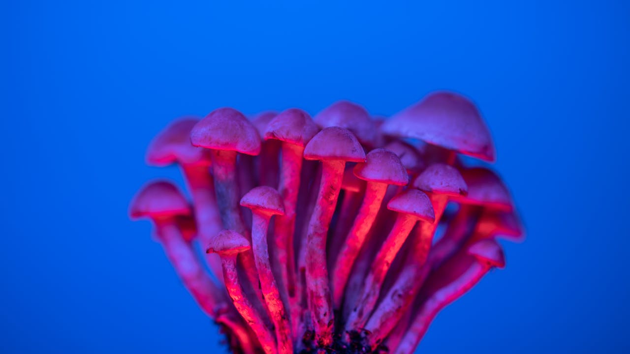 Is Marijuana A Hallucinogen?