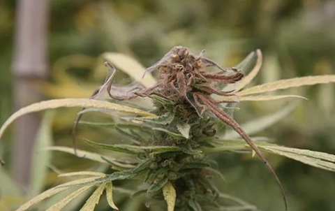 A photo of bud rot on cannabis