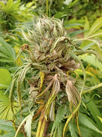 A photo of bud rot in cannabis