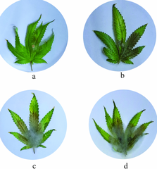 Early signs of bud rot in cannabis